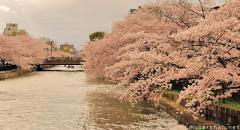 Blooming cherry trees lining a river in Kyoto