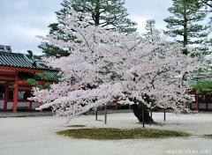 The beauty of a single cherry tree