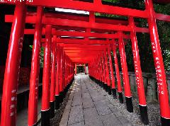 Inari Torii row