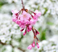 Japanese cherry tree varieties, Shidarezakura