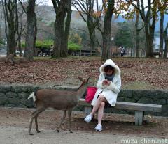 Shika deer in Nara