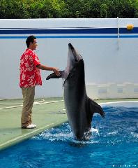 Dolphin Handshake
