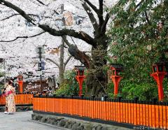 Sakura flowers and girls in yukata