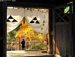 Hojo Clan Kamon