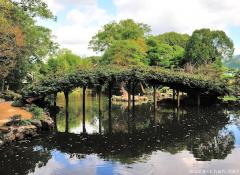 Wisteria arched bridge