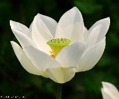 White Lotus